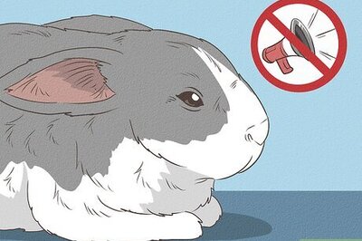 How to Calm a Rabbit