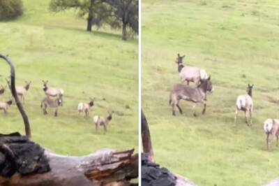 This California Donkey Went Missing 5 Years Ago. It's Thriving With An Elk Herd Now
