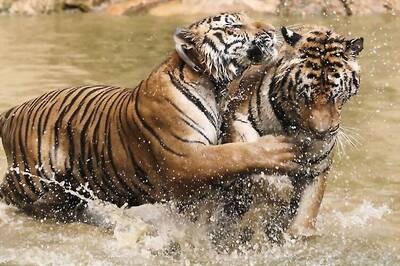 62 Tigers in Ranthambore Tiger Reserve, Highest Number in Park's History