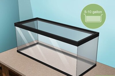 How to Care for a Chilean Rose Tarantula