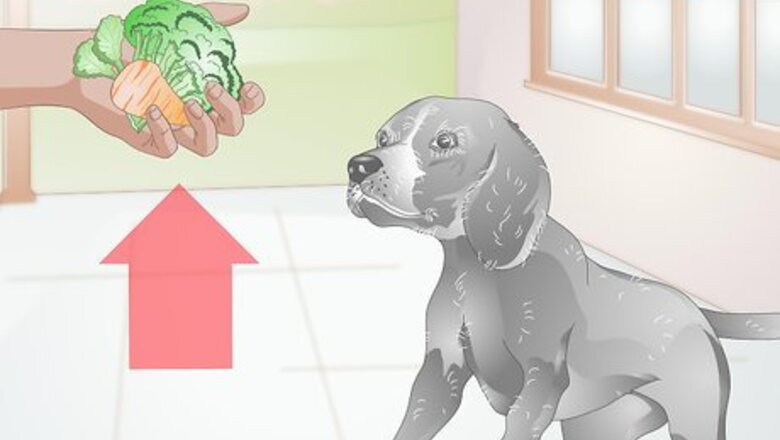How to Choose Healthy Treats for a Senior Dog