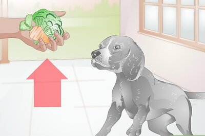 How to Choose Healthy Treats for a Senior Dog