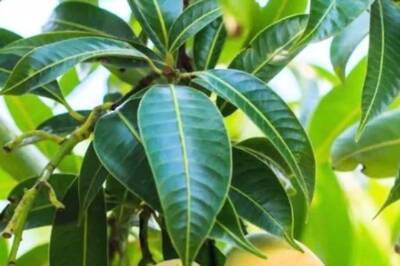 5 Ways Mango Leaves Can Help In Weight Loss