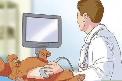 How to Whelp and Raise a Premature Puppy