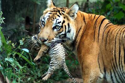 International Tiger Day 2019: What Happened in 2010 Saint Petersburg Tiger Summit in Russia?