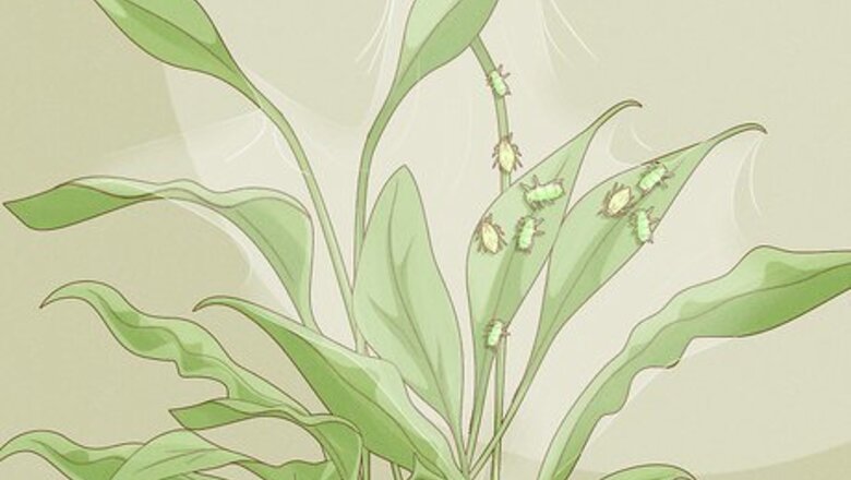 How to Keep Aphids Away Using Eco Friendly Methods