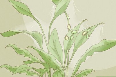 How to Keep Aphids Away Using Eco Friendly Methods