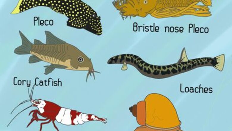 How to Remove Algae from a Fish Tank