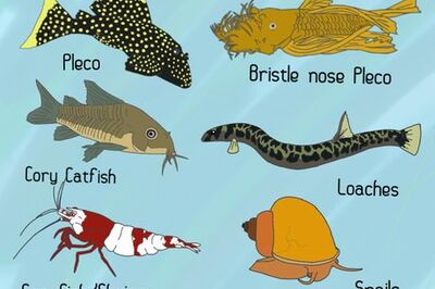 How to Remove Algae from a Fish Tank