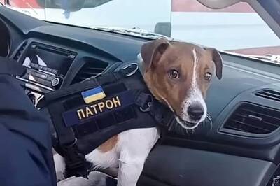 Ukrainian Minesweeper Pup Patron Wins Hearts; Raises Fears That Russia Is Using Banned Bombs