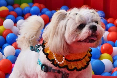 Curated by Akshay Gupta, Pet Fed Encourages Pet Lovers To Connect And Celebrate