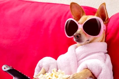 Pets In UK Are Getting Addicted To TV: Study