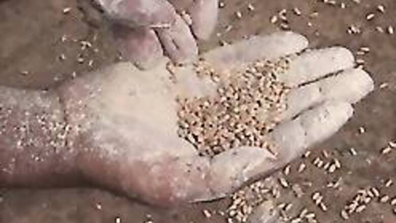 Red-faced govt to dispose off tonnes of bad wheat