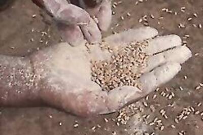 Red-faced govt to dispose off tonnes of bad wheat