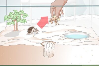 How to Clean a Hermit Crab Tank