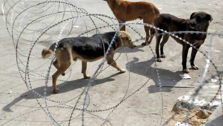 Toddler Mauled to Death by Stray Dogs in Chandigarh