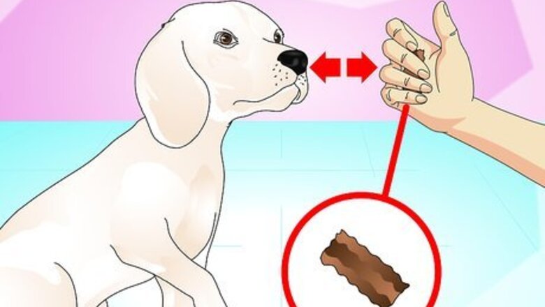 How to Teach Your Dog to Do a High Five