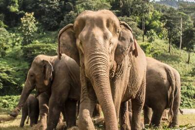 World Elephant Day 2021: Here's How  You Can Save Elephants Before it’s Too Late