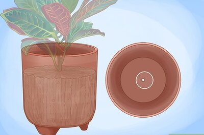 How to Care for a Croton Plant