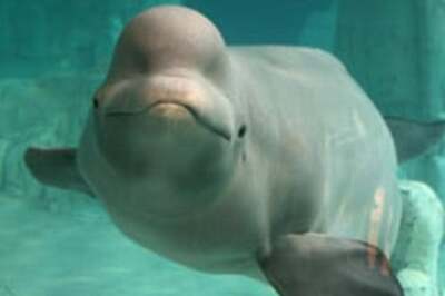 Whale destroys boat, 'says sorry'