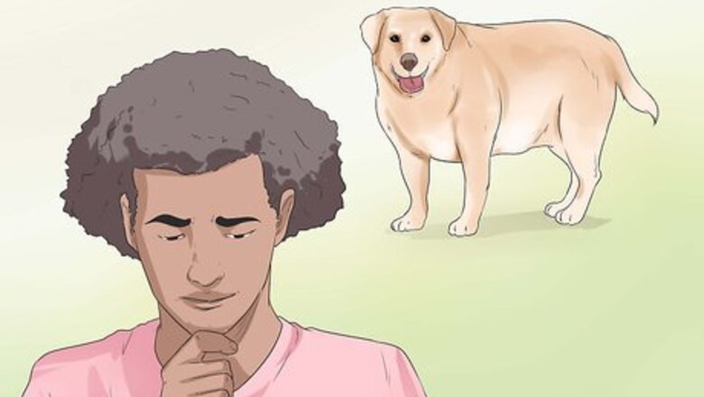 How to Diagnose Obesity in Labrador Retrievers