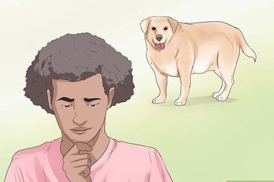 How to Diagnose Obesity in Labrador Retrievers