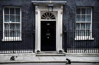 Paws for reflection: British Foreign Office cat heads for retirement
