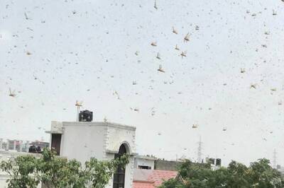 Huge Swarms of Desert Locusts Reach Delhi After Covering Gurugram Skies, Authorities Issue Advisory