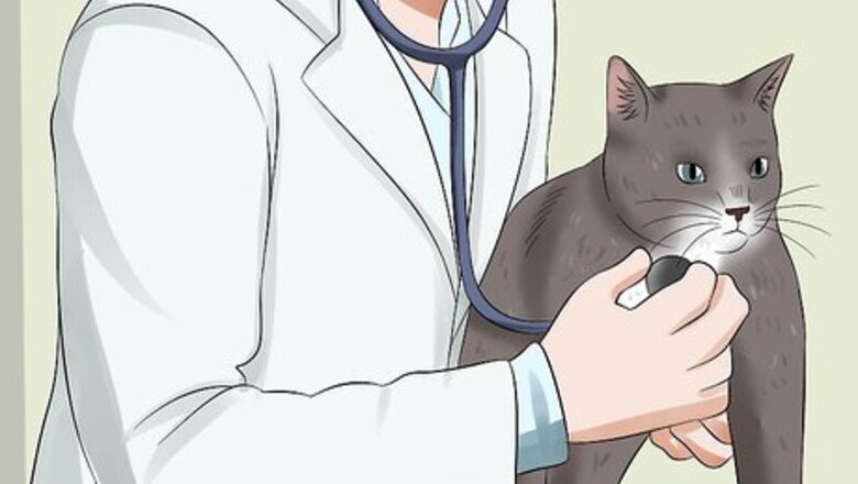 Feline Distemper & Parvovirus: Everything You Need to Know