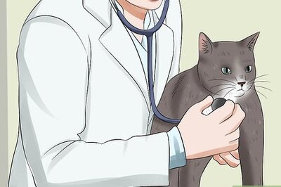 Feline Distemper & Parvovirus: Everything You Need to Know