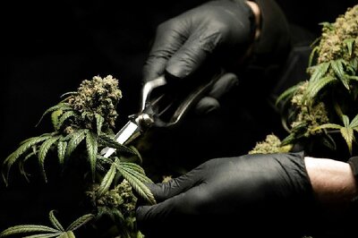 In Mass Pardon, Maryland Governor To Erase 175,000 Marijuana Offences