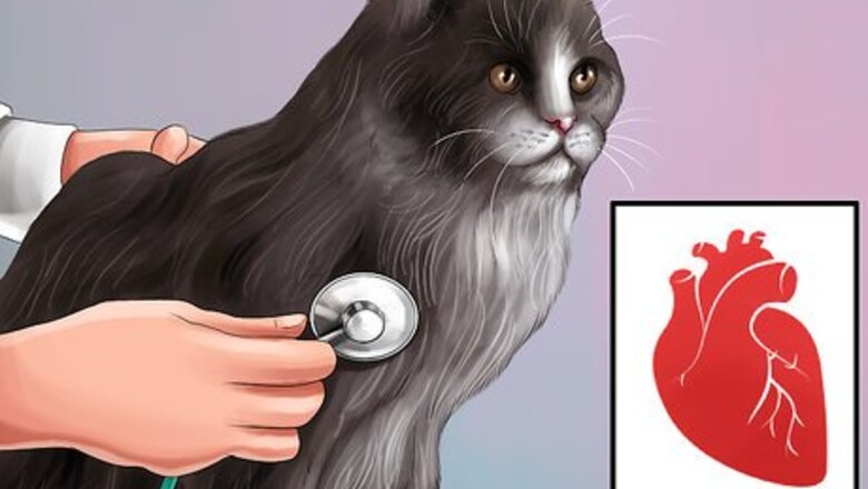 How to Give Amlodipine Besylate to Cats with High Blood Pressure
