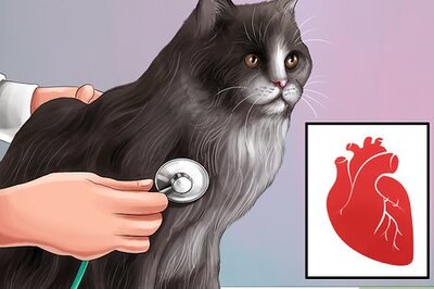 How to Give Amlodipine Besylate to Cats with High Blood Pressure