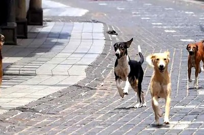 UP: Officials Told to Increase Number of Cattle Shelters, Ensure All Stray Animals Are Housed There