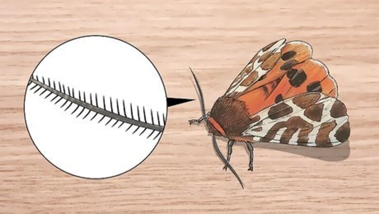 How to Identify Moths