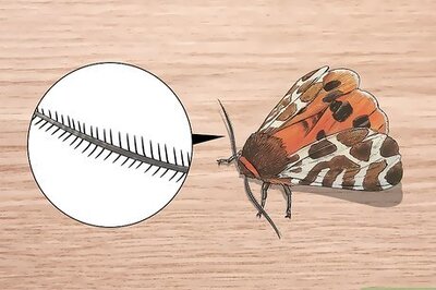 How to Identify Moths