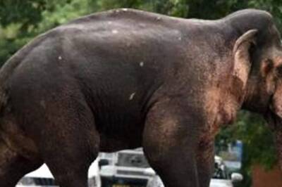 ‘Elephant Corridor’ Project in Bengal to Reduce Elephant-Human Conflict