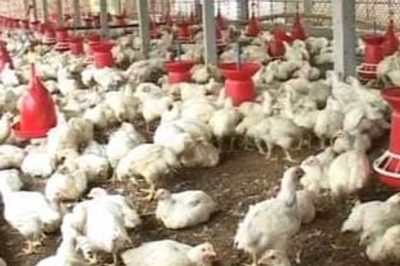Avian flu spreads, 125,751 birds culled in Bengal