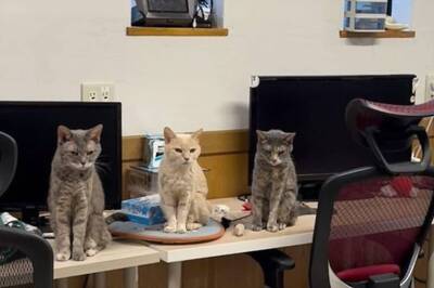 Japanese Tech Firm Keeps 10 Cats At Office To Boost Productivity Of Employees