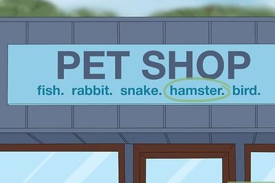 How to Care for a Hamster