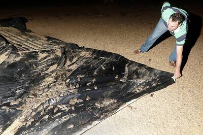 Plague of Ravenous, Destructive Mice Tormenting Australians