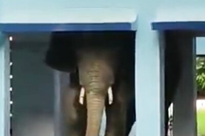 WATCH: Elephant Roams Around Corridors of Army Public School in Guwahati