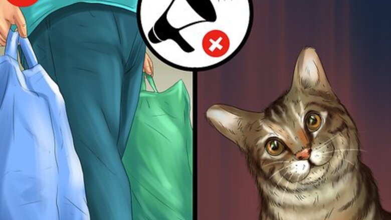 How to Act When Meeting a Strange Cat