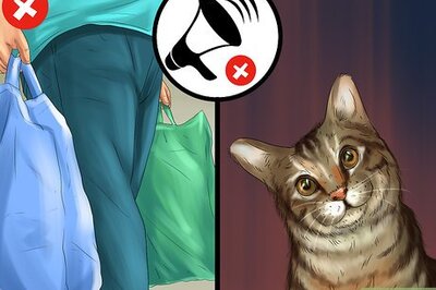 How to Act When Meeting a Strange Cat