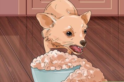 How to Tell if a Dog Is Getting Food Aggression