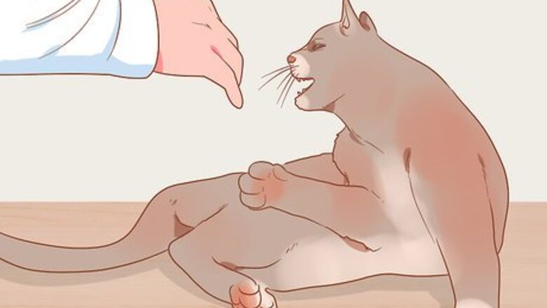 How to Figure Out if Your Cat Is Angry
