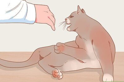 How to Figure Out if Your Cat Is Angry