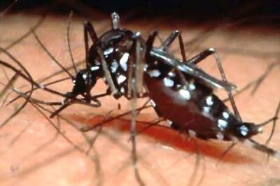 Brazil to breed mosquitoes to fight dengue