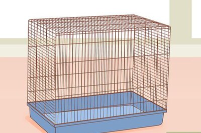 How to Care for Your Canary