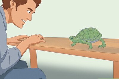 How to Pet a Turtle